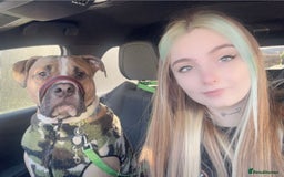 Mixed Breed dogs for sale: Bodhi - 2 Year Old AmBull X - Image 14
