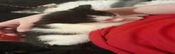 Mixed Breed cats for sale: Beautiful white and black kitten  in Waltham Cross - Advert 4