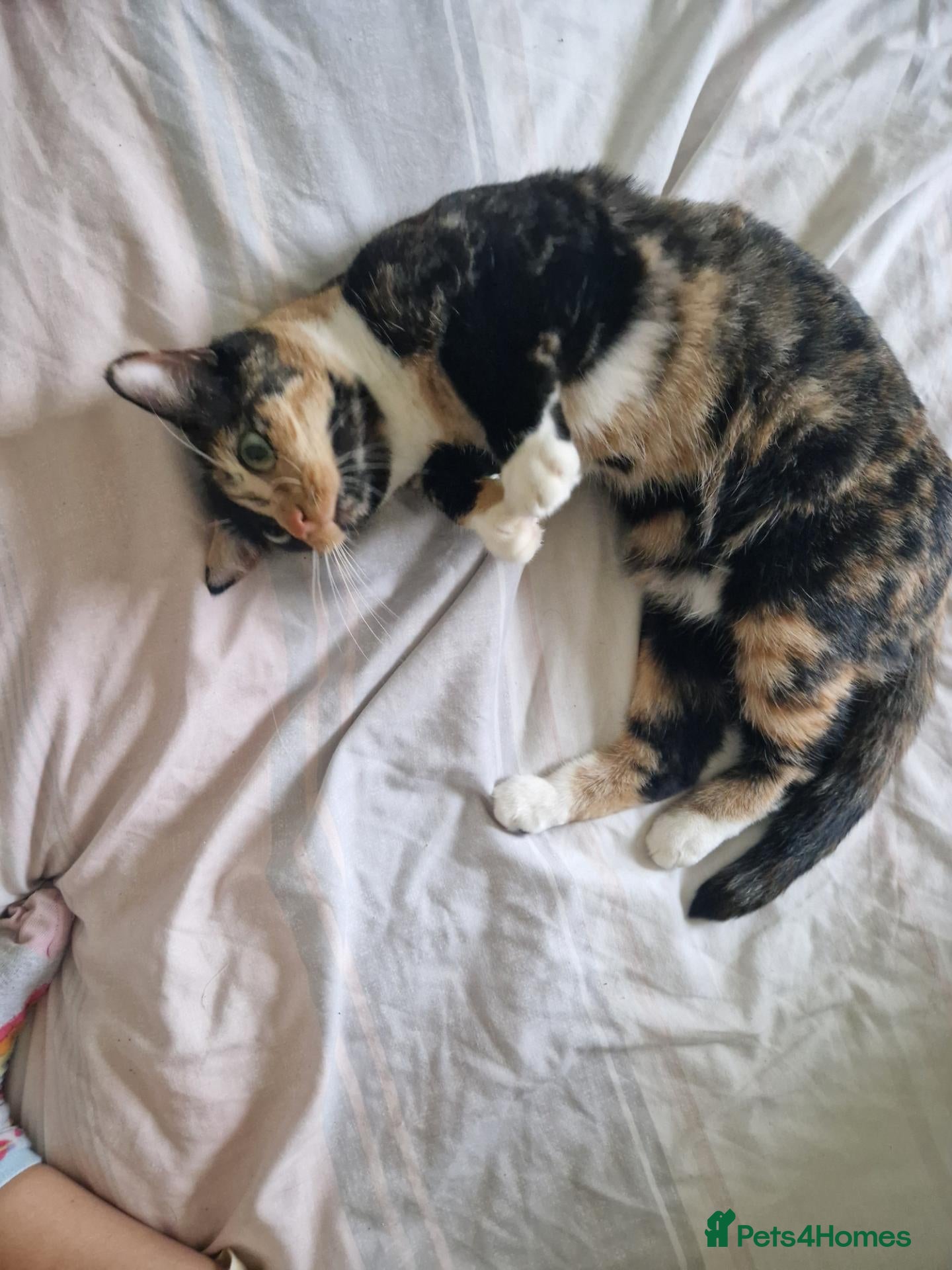 Mixed Breed cats for sale: Retired Tortiseshell Queen  - Advert 9