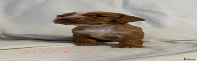 Cocker Spaniel Puppy 6