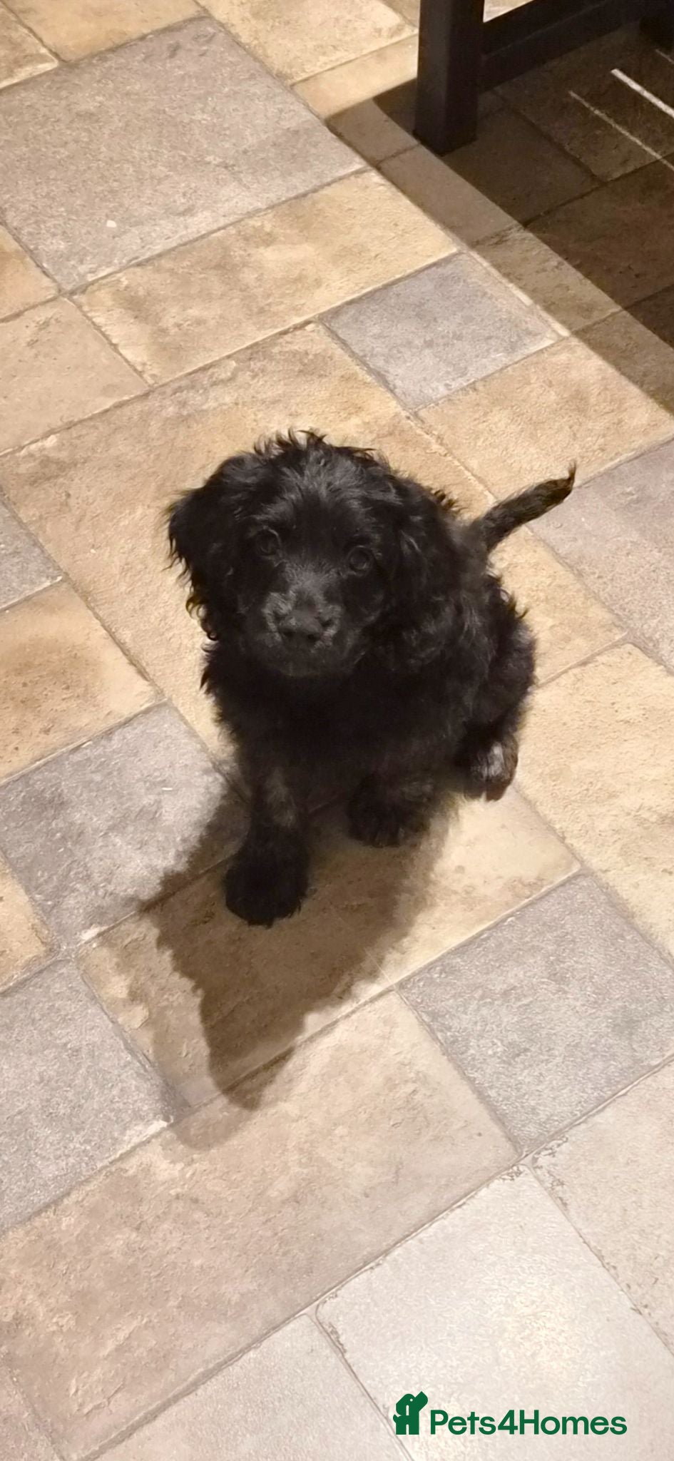 Cockapoo dogs Beautiful Litter of Stunning Cockerpoo Puppies - Advert 1