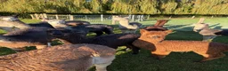 Alpaca livestock for sale: Beautiful BAS Registered Baby Alpacas For Sale! - Advert 3