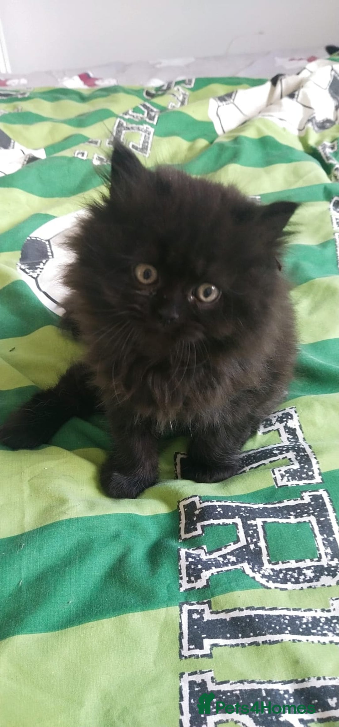 Persian cats for sale: Persian kittens - Image 6