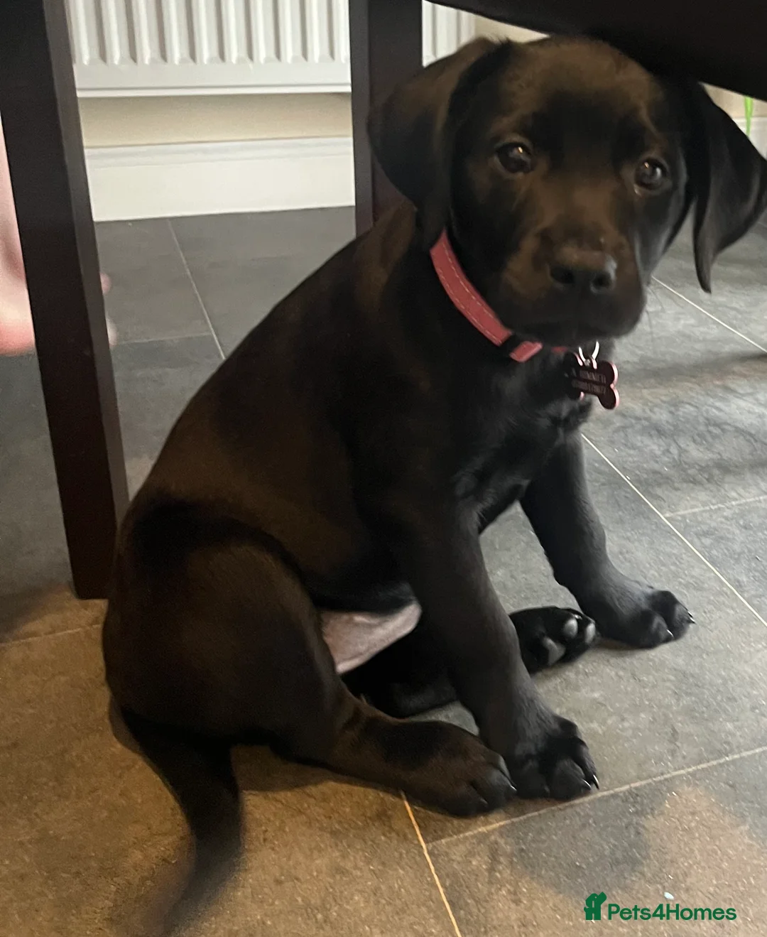 Labrador Retriever dogs for sale: Beautiful lab female  - Advert 6