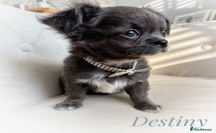 Chihuahua dogs - Advert 2
