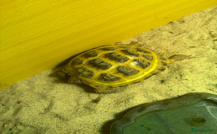 Tortoise reptiles - Advert 1