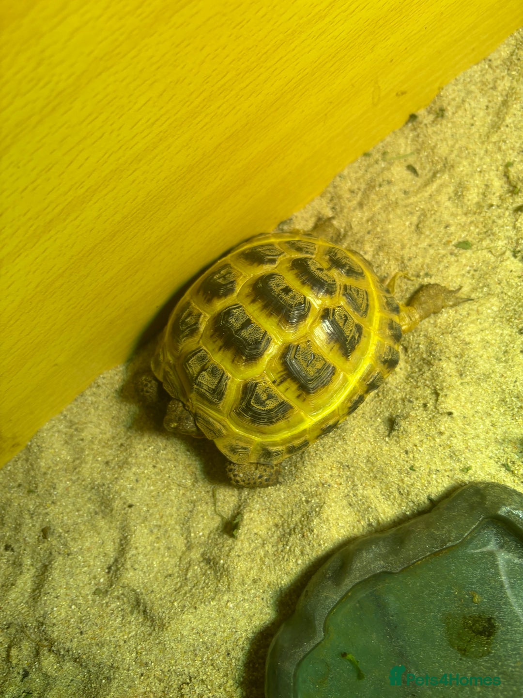Tortoise reptiles for sale: Tortoise age 4 - Image 1