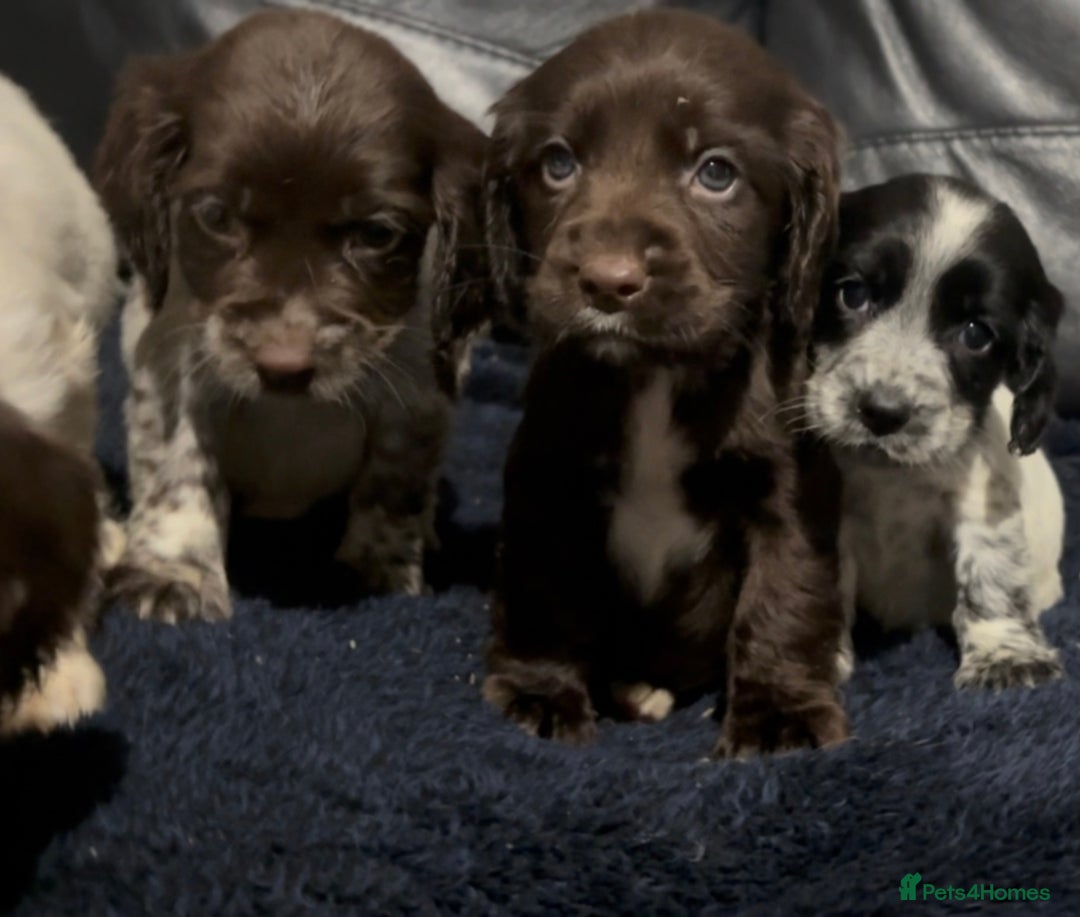 Cocker Spaniel dogs for sale: Adorable cocker spaniel puppies - Image 11