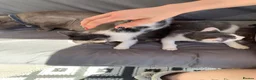Mixed Breed cats for sale: Two prettyfemale kittens ready now - Advert 10