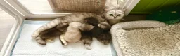 British Shorthair cats for sale: Rare Copper Silver British Shorthair Male - Advert 3