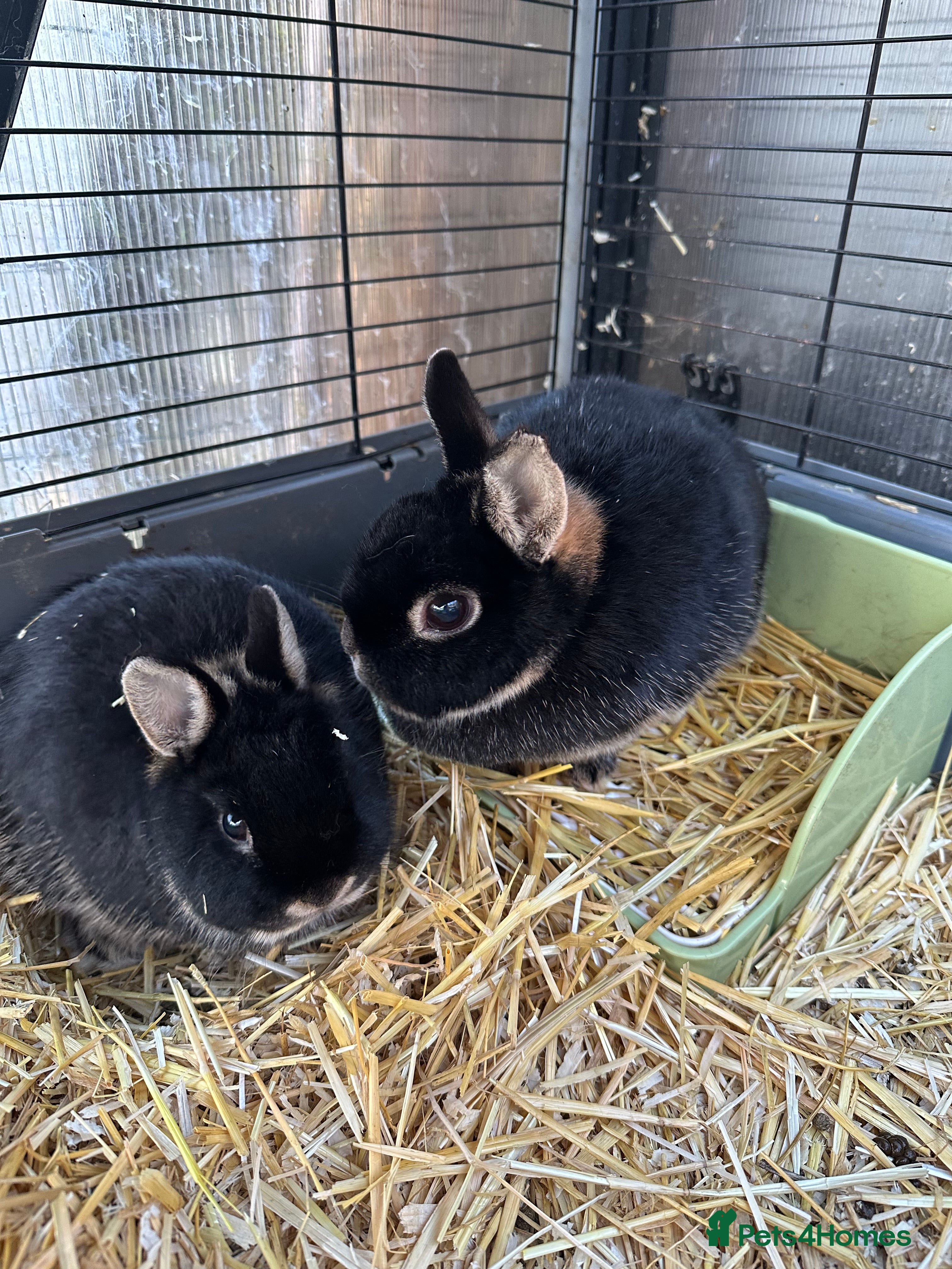 Netherland Dwarf rabbits Female black otter Netherland dwarf rabbits - Advert 1