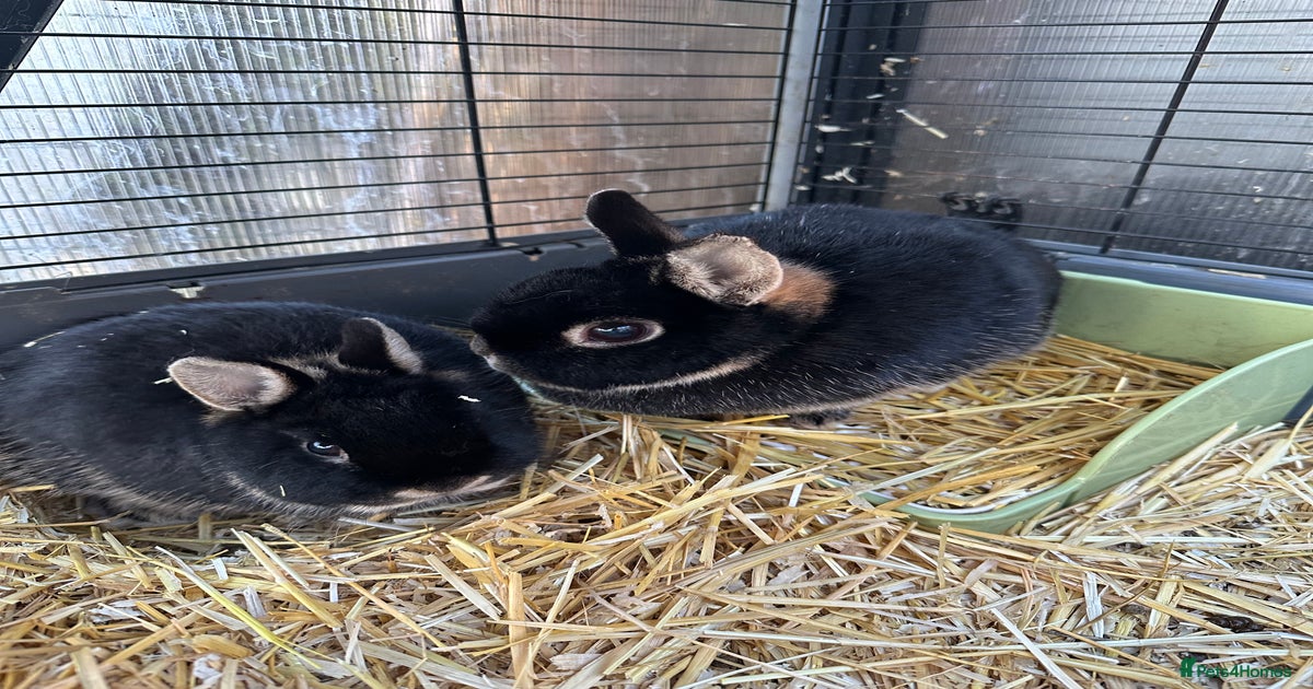 Female Netherland dwarf rabbits with enclosures for sale in Oakham ...