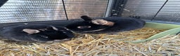 Netherland Dwarf rabbits for sale: Female black otter Netherland dwarf rabbits - Advert 1