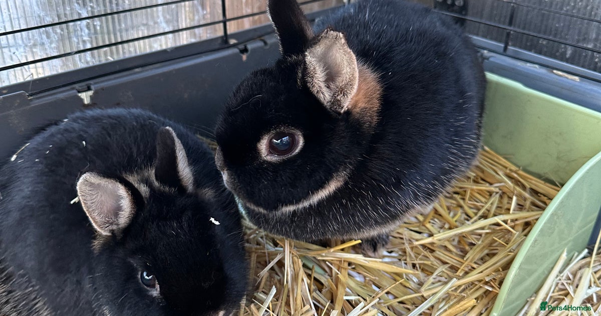 Female Netherland dwarf rabbits with enclosures for sale in Oakham ...