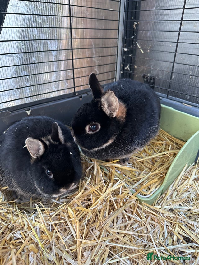 Female Netherland dwarf rabbits with enclosures for sale in Oakham ...