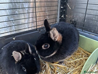 Netherland Dwarf rabbits Female black otter Netherland dwarf rabbits - Advert 1