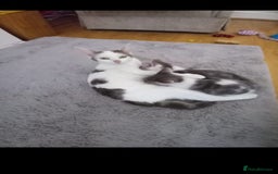 Mixed Breed cats for sale: Beautiful kittens - Image 10