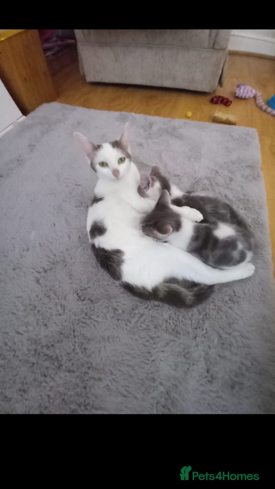 Mixed Breed cats for sale: Beautiful kittens - Image 10