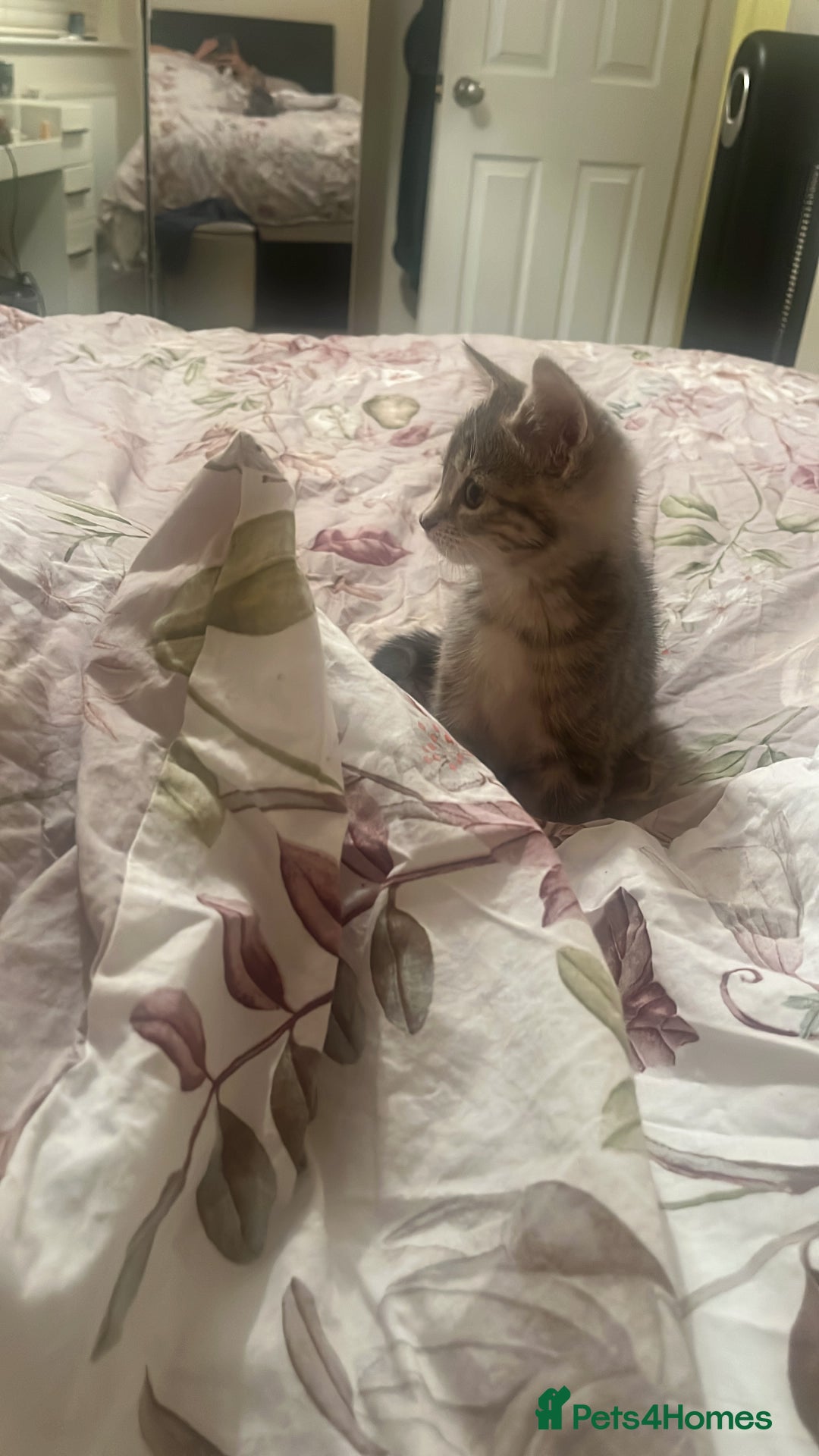 British Shorthair cats for sale: Beautiful 11 week old kitten  - Image 6