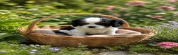 Cavalier King Charles Spaniel dogs for sale: Cavalier King Charles Spaniel Puppies - Advert 4