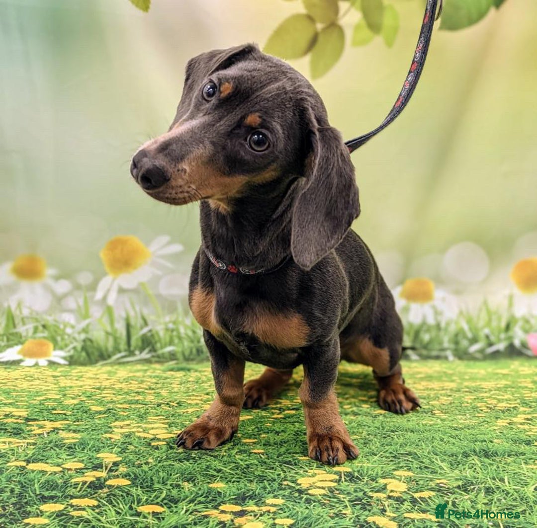 Miniature Dachshund dogs for sale: Blue & Tan Miniature Dachshund  - Advert 5