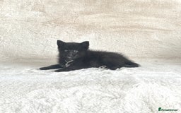 Pomsky dogs for sale: Adorable small f3 Pomsky puppies for sale  - Image 16