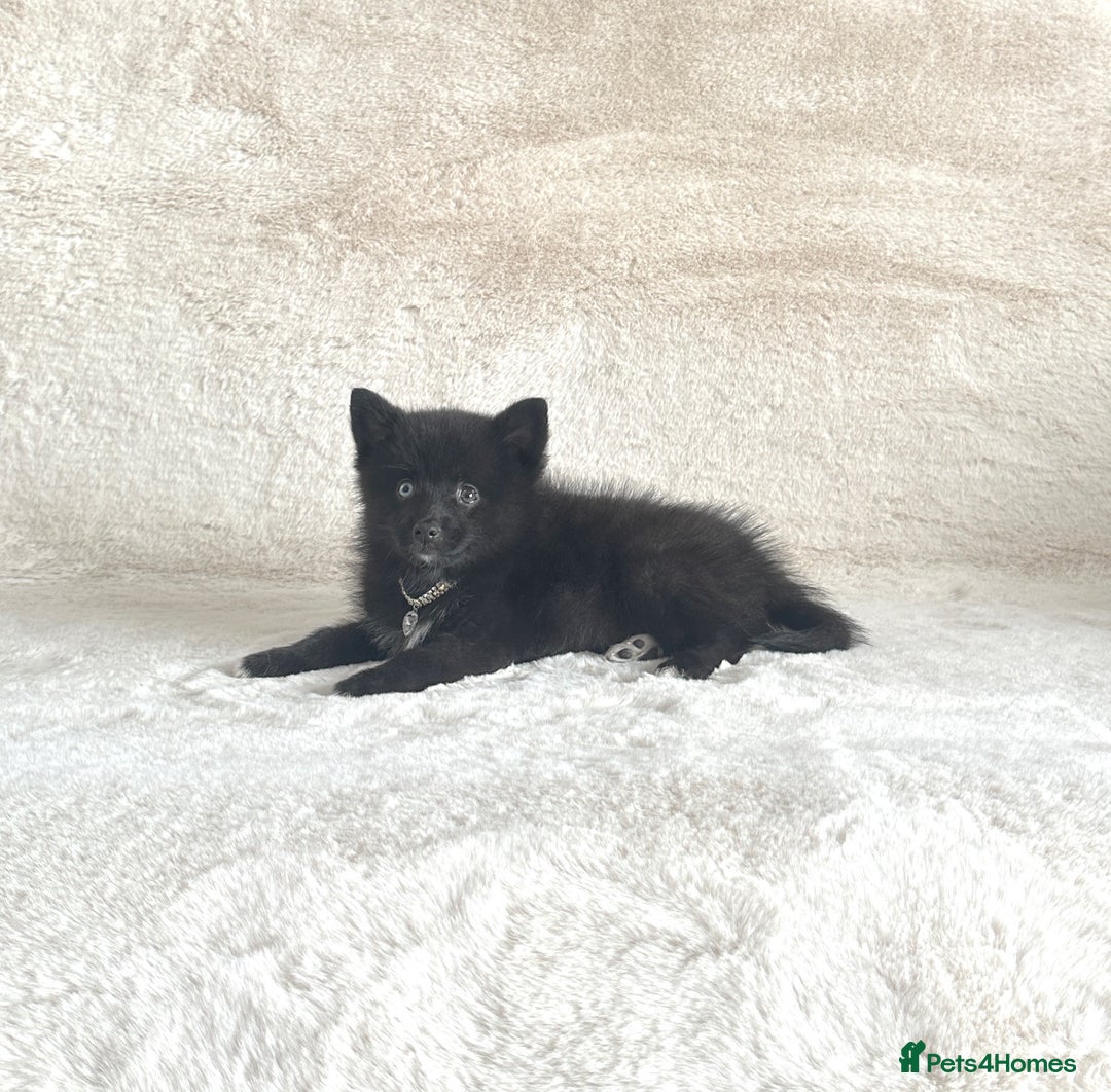 Pomsky dogs for sale: Adorable small f3 Pomsky puppies for sale  - Image 16