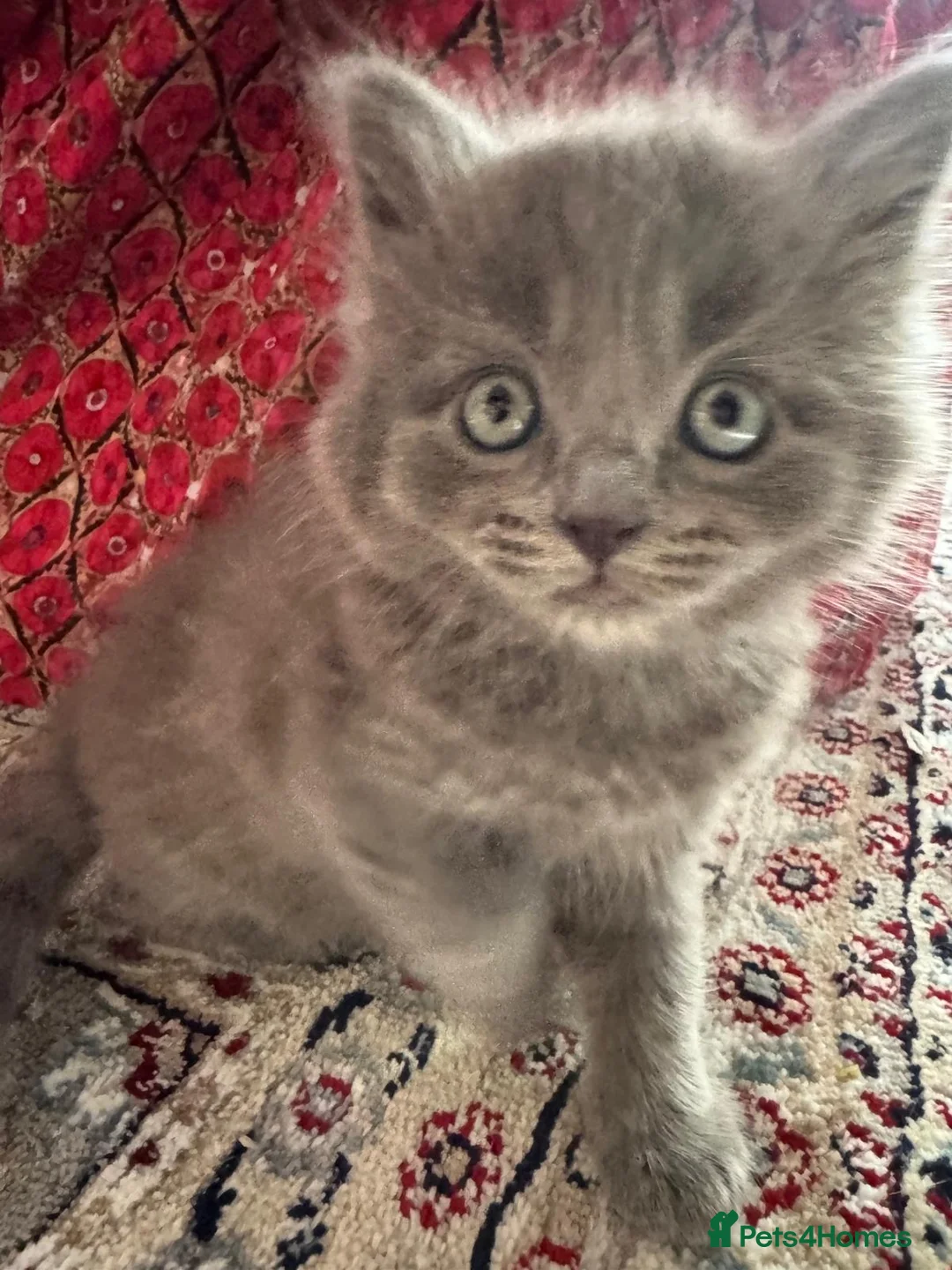 British Longhair cats for sale: Very playful male British Longhair. - Advert 3