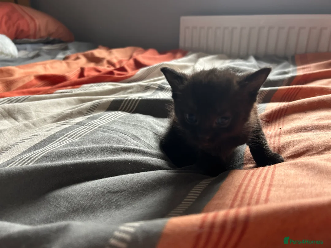 British Shorthair cats for sale: Kittens x4 - Advert 2