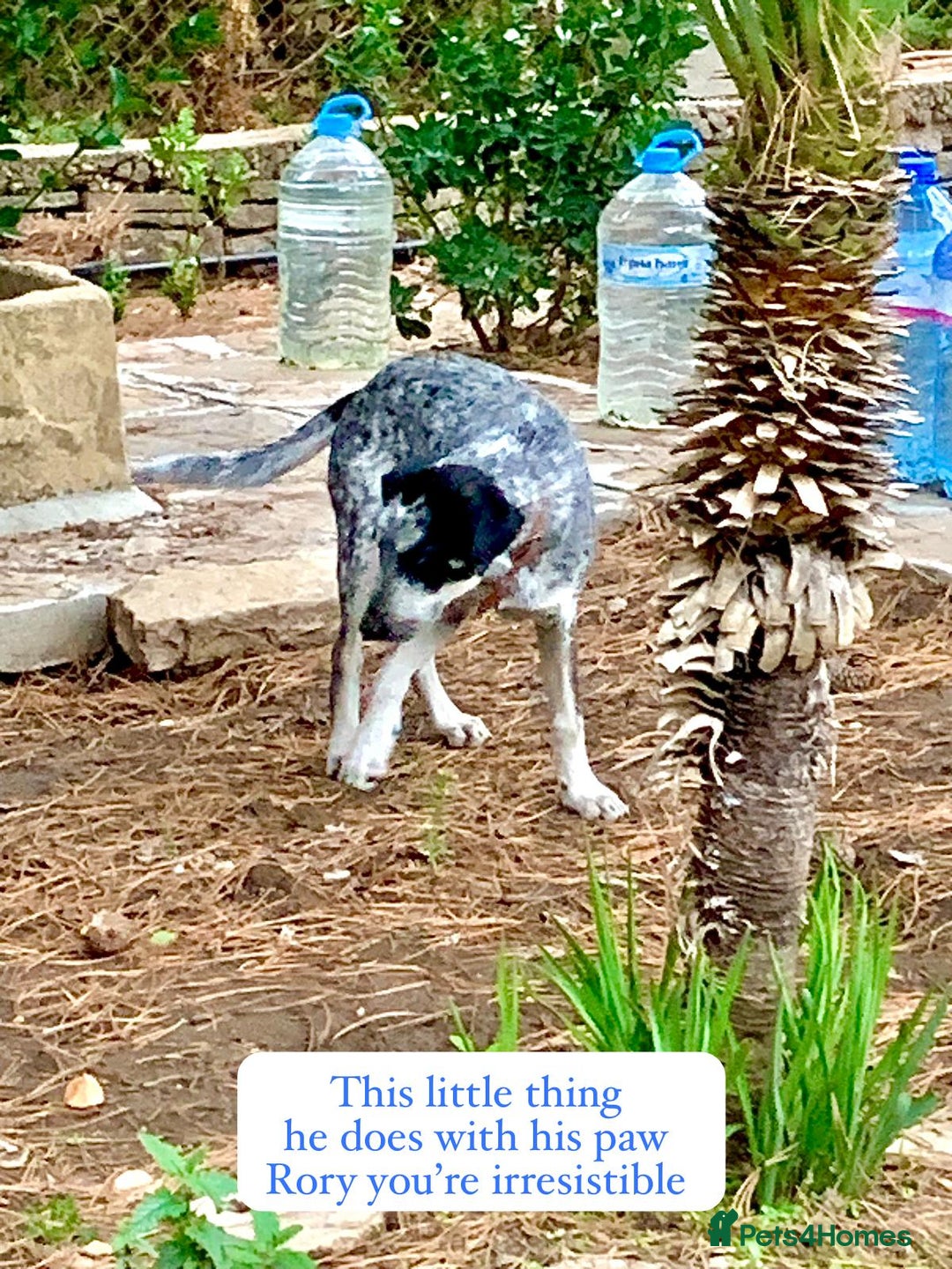 Mixed Breed dogs for adoption: Rory, 6-7 months approx. Available for adoption. - Advert 7