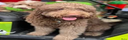 Labradoodle dogs for sale: Multi generation chocolate labradoodle puppies  - Advert 9