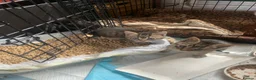 Mixed Breed cats for sale: Bengal kittens  in Huntingdon - Advert 4