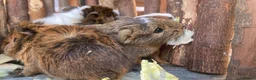 Guinea Pig rodents for sale: Abyssinian/ long-haired babies - Advert 27