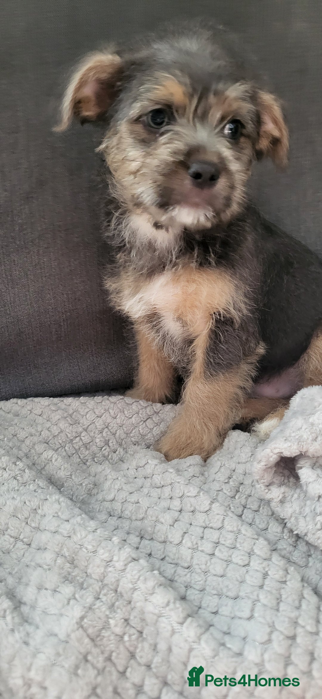 Mixed Breed dogs for sale: Jack russel cross pomeranian puppies  - Image 10