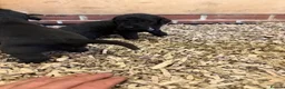 Mixed Breed dogs for sale: Bedlington x Whippet Lurcher puppy’s  in Westerham - Advert 22