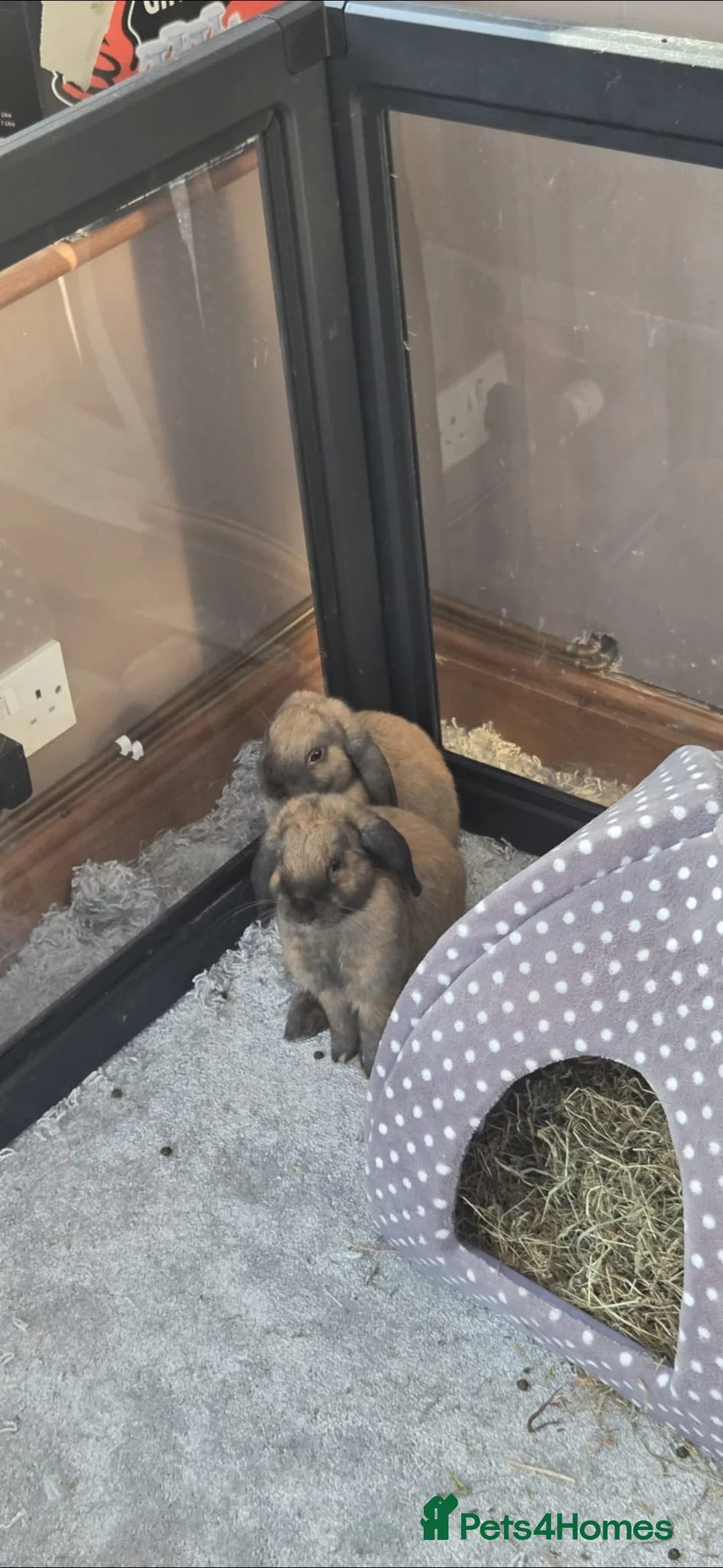 Mini Lop rabbits for sale: 2 female bonded mini lops - Advert 1