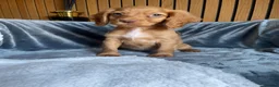 Cocker Spaniel dogs for sale: KC reg Working cockers - Outstanding pedigree - Advert 27