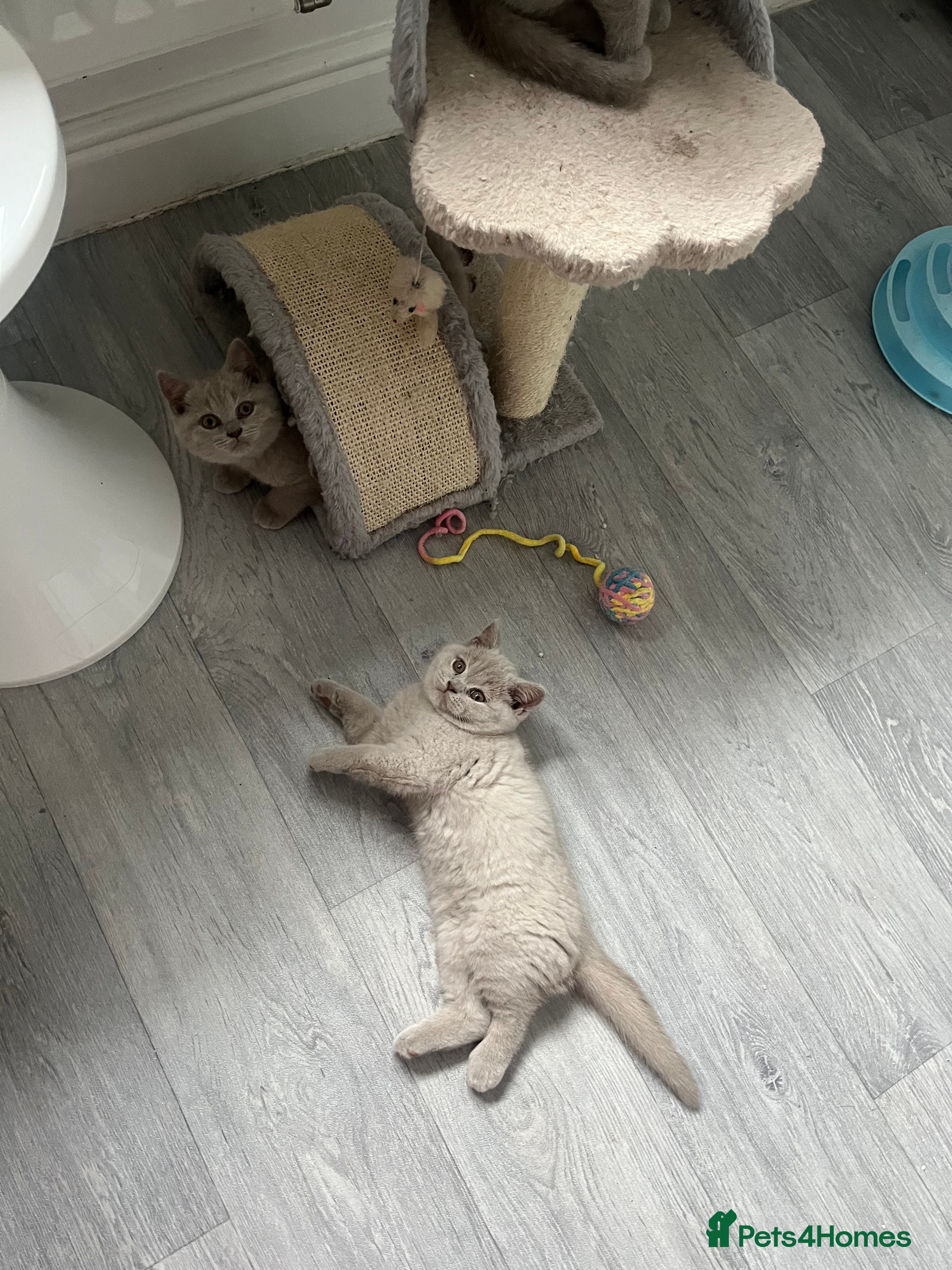 British Shorthair cats British Shorthair 2 British Shorthair Girl ☺️😻🧡 - Advert 14