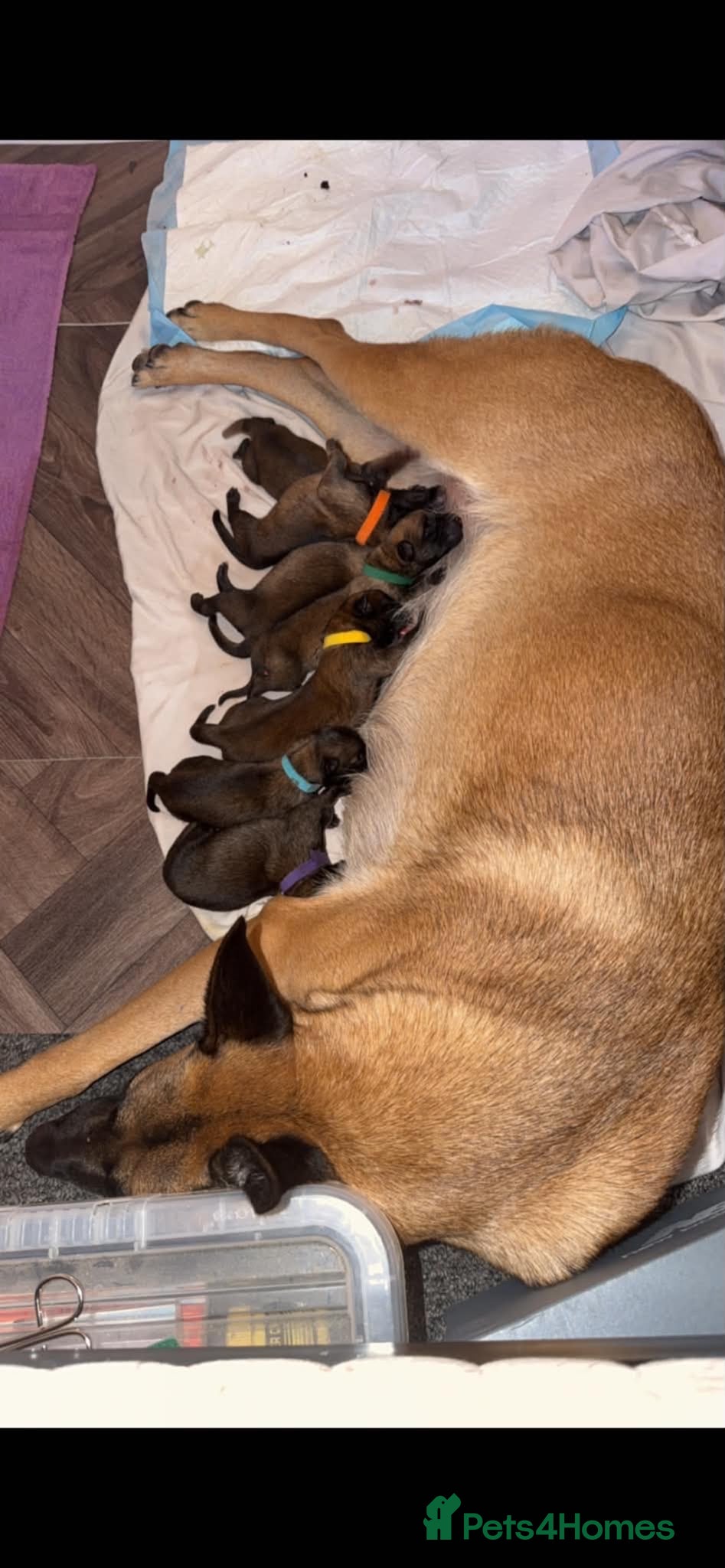 Belgian Shepherd Dog dogs Belgian Malinois puppies 🐕‍🦺  - Advert 9