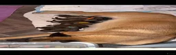 Belgian Shepherd Dog dogs for sale: Belgian Malinois puppies 🐕‍🦺  - Advert 1