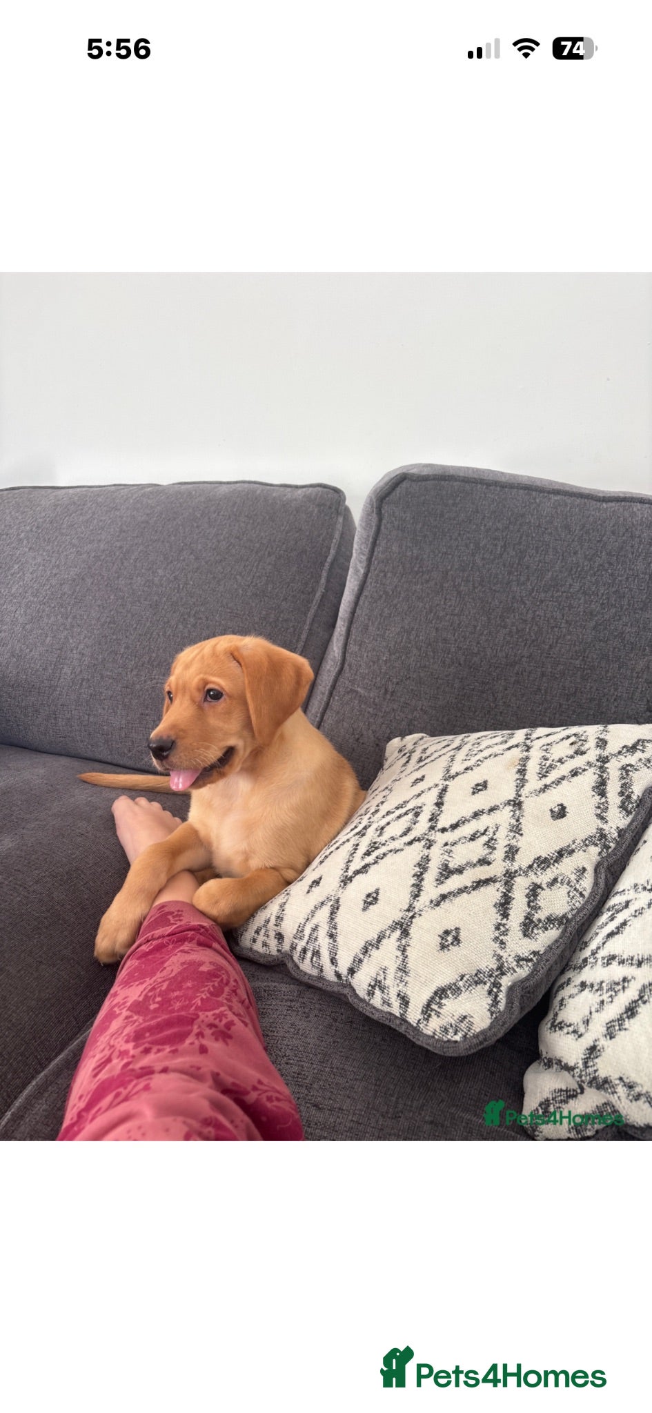 Labrador Retriever dogs Beautiful KC registered Labrador retriever puppies - Advert 12