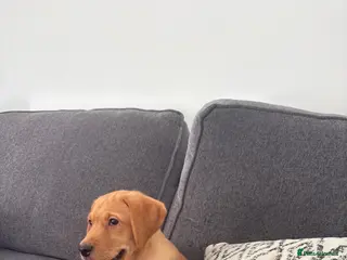 Labrador Retriever dogs Beautiful KC registered Labrador retriever puppies - Advert 12