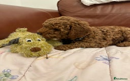 Miniature Poodle dogs for sale: Puppies-miniature poodle - Advert 8