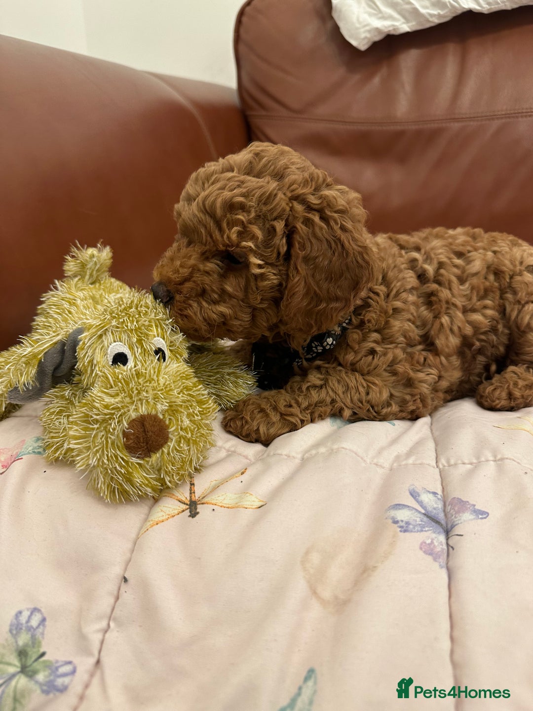 Miniature Poodle dogs for sale: Puppies-miniature poodle - Advert 8