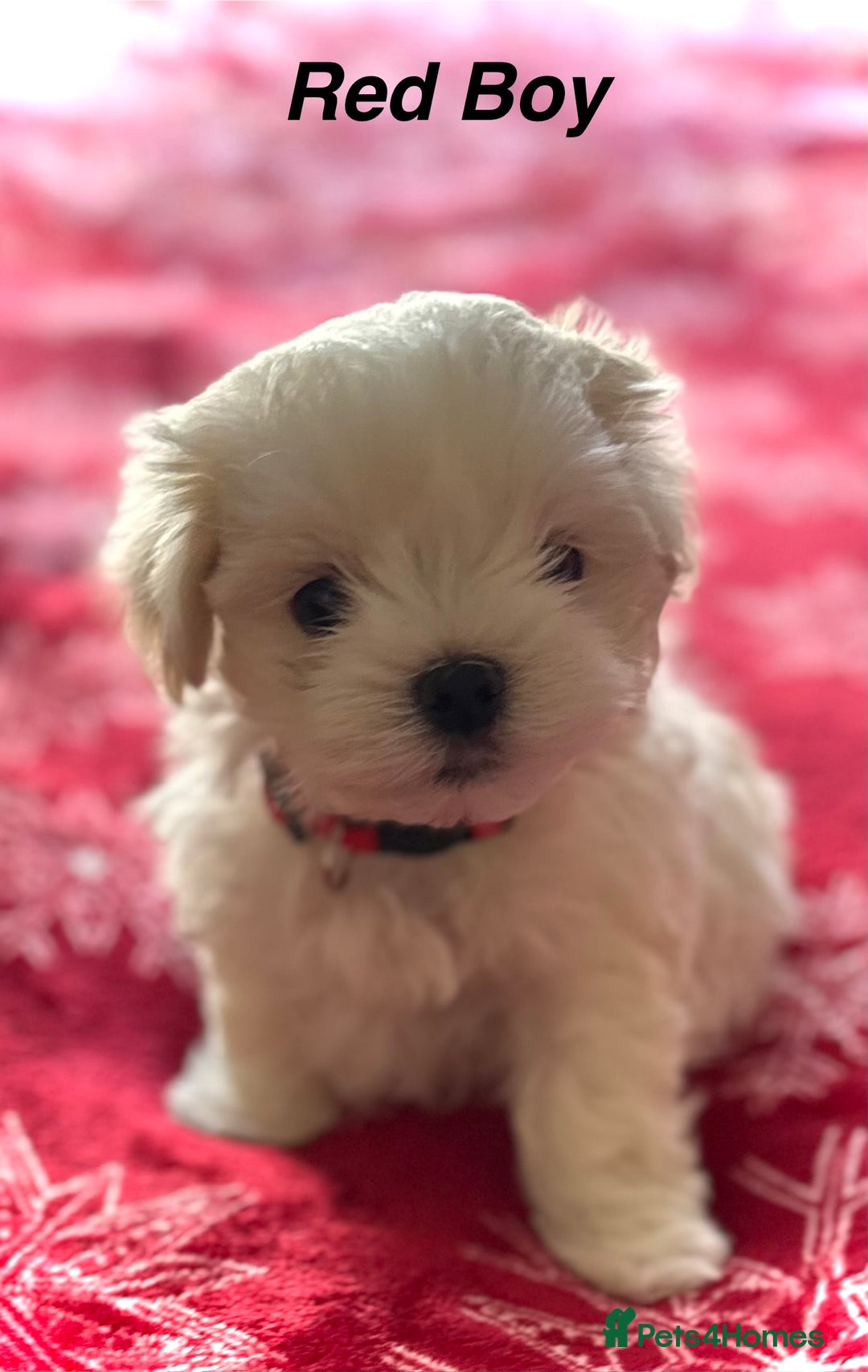 Maltese dogs for sale:  KC Registred Maltese puppies  - Advert 23