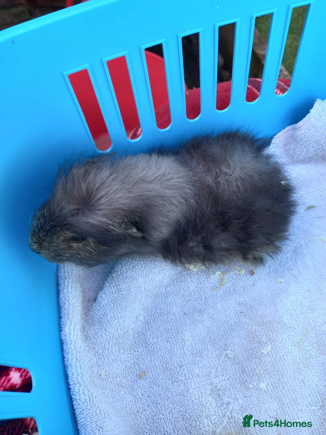 Guinea Pig rodents for sale: Baby swiss boys  - Advert 4