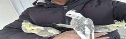 Cockatiels birds for sale: Super hand tamed baby cockatiels  - Advert 7