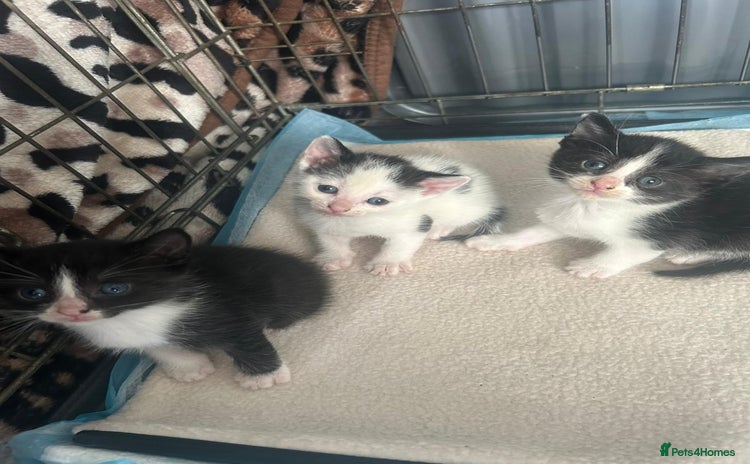 Mixed Breed cats - Advert 2