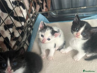 Mixed Breed cats - Advert 13