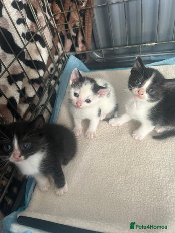 Mixed Breed cats - Advert 2